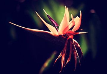 Tropische bloem van Marieke Bakker