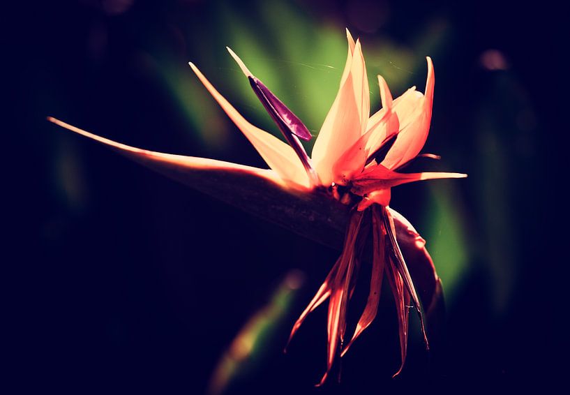 Tropical flower by Marieke Bakker