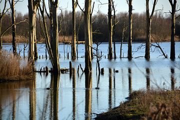 Lijnenspel van boomstammen in het water van de Biesbosch