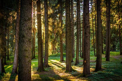 zonsondergang in het bos