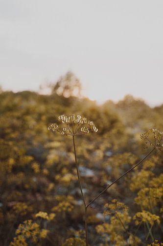 Erde und Herbsttöne botanische Foto für ruhigen Innenraum Stil