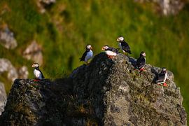 Des macareux moines sur les rochers à oiseaux de Runde