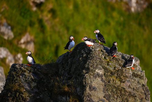 Papegaaiduikers op de vogelrotsen van Runde