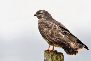 Common Buzzard ( Buteo buteo ) in winter, perched on a fence post van wunderbare Erde