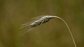 Simpelheid in rogge van Photographer_Kathinka