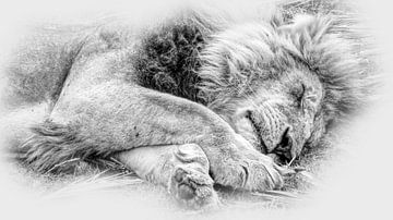 Lion endormi sur Eric Nagel