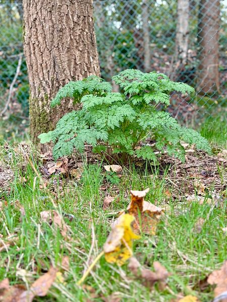 Plant at the base of a tree by tijn Sonneveld