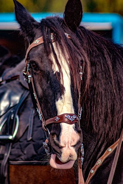 Concept Kaltblutmarkt 2018 : Horse eyes von Photoart-Naegele