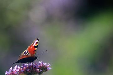Butterfly Day peacock by Teun Huisman