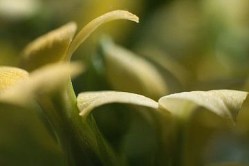 Delicate bloesems van Christian Gerst