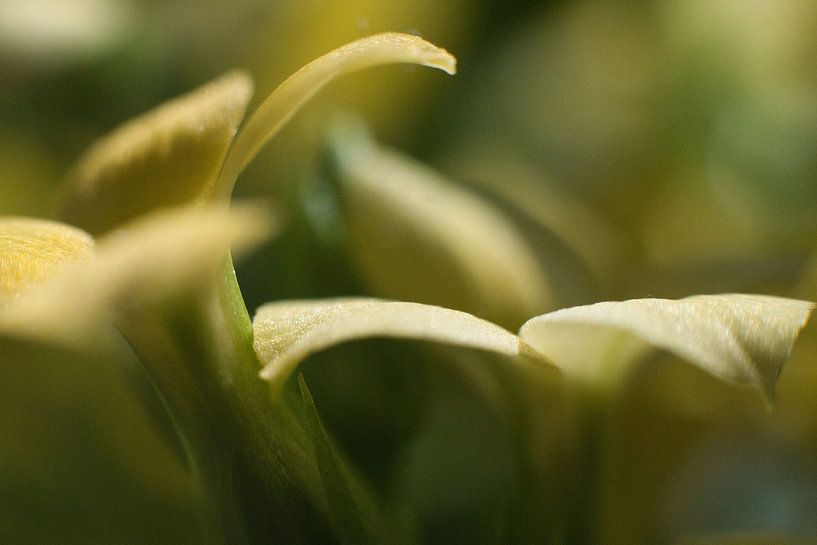 Delicate blossoms by Christian Gerst