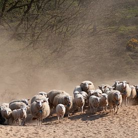 Huub Veldhuijzen Profile picture