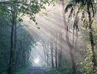 Zonnestralen in bos