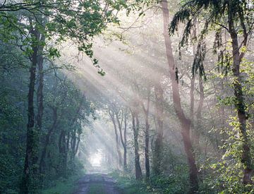 Zonnestralen in bos van Alex Dallinga