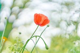 Mohn mit verträumtem Bokeh-Hintergrund