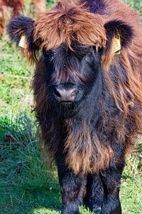 Schottisches Highlander-Kalb "Black Friday