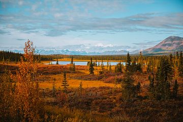Herbstfarben im Denali-Nationalpark von Maikel Claassen Fotografie