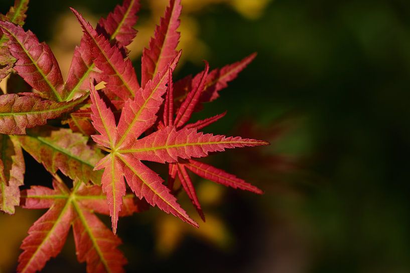 Herbstblätter von Ulrike Leone