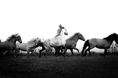 Kunst in beweging - rennende paarden zwart-wit van Madinja Groenenberg