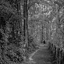 Jogger in bosrijke omgeving nabij Antwerpen, België van Marc Pennartz thumbnail