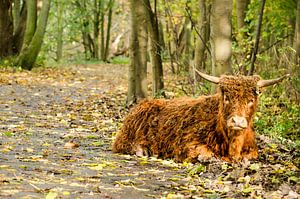 Rotterdamer Highlander