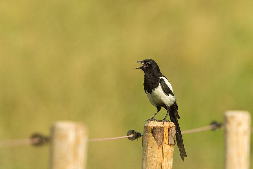 Elster (Pica pica) von Dirk Rüter