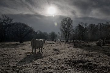 Cow in morning light by Marjon Birza