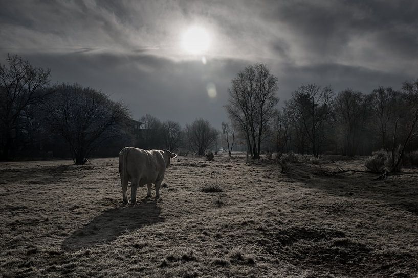 Vache dans la lumière du matin par Marjon Birza