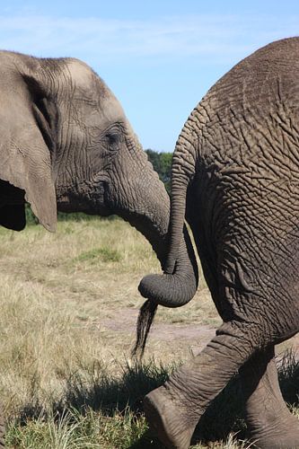 Olifanten verbintenis