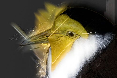 Vogel von Jos Verhoeven