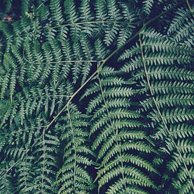 green fern by C. Nass