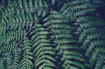 green fern by C. Nass
