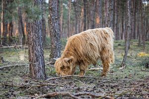 Grazers Veluwe