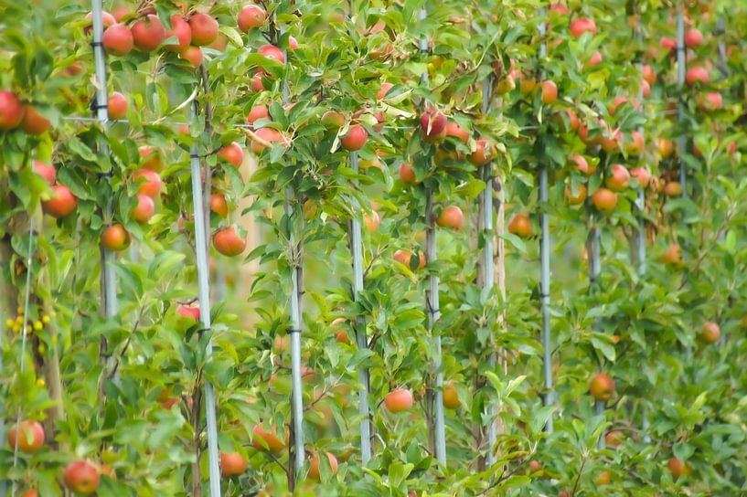 Die Apfelplantage von Niek Traas