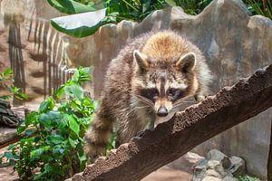 Waschbär