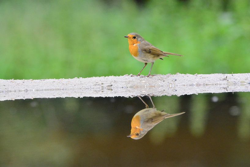 Robins von Daan Obdeijn