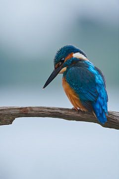 Martin-pêcheur sur Martins-pêcheurs - Corné van Oosterhout