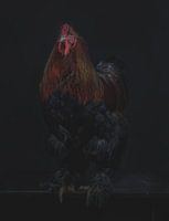 Rooster