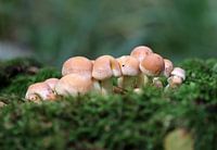 Sulfureux rouge brique