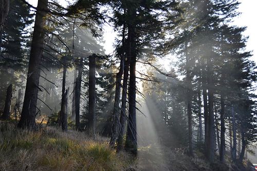 Lever de soleil dans la forêt