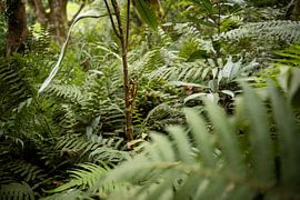 The inhabitant of the jungle by Milene van Arendonk