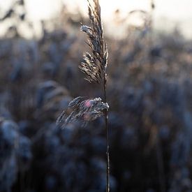 Cristaux de glace de grains entiers sur Marieke Tegenbosch