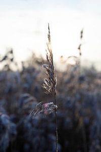 Cristaux de glace de grains entiers sur Marieke Tegenbosch