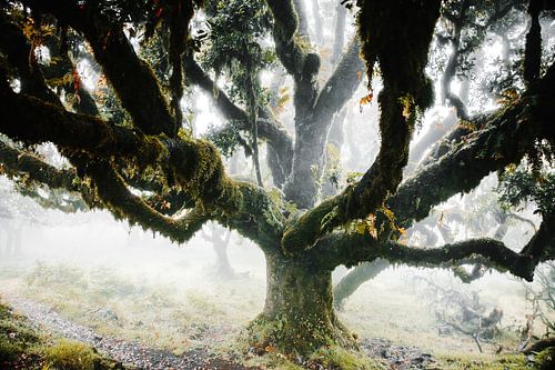 Arbre de conte de fées