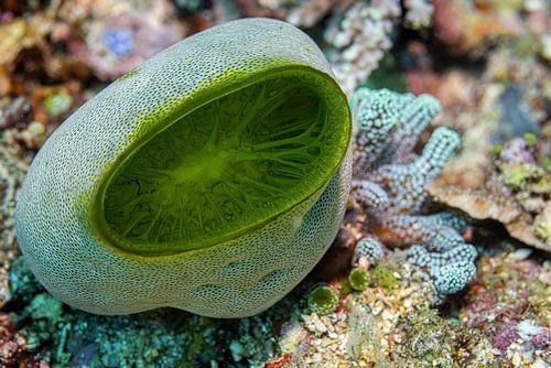 Spons koraal @ Komodo, Indonesie