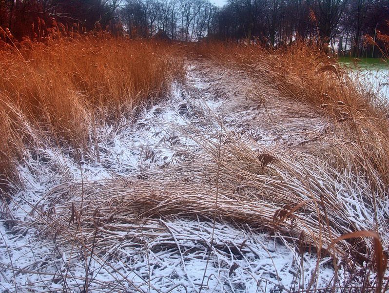 Sneeuwbelastingbreuk in het riet van Edgar Schermaul