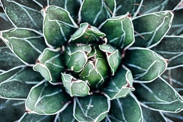 Agave van bovenaf van Studio17