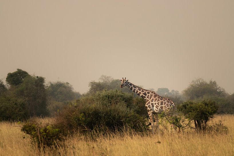 Timeless and proud - The giants of the Ugandan plains by Rick Massar