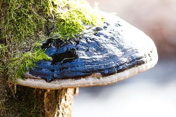 Black tinder fungus with moss by whmpictures .com