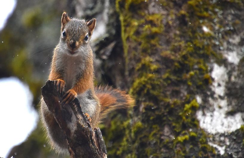 A red squirrel in the trap by Claude Laprise